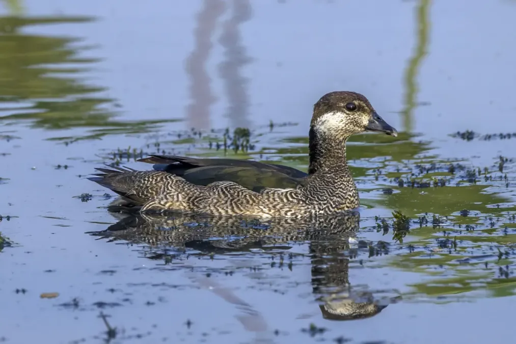 File:Green pygmy-goose (Nettapus pulchellus) immature Kakadu.jpg