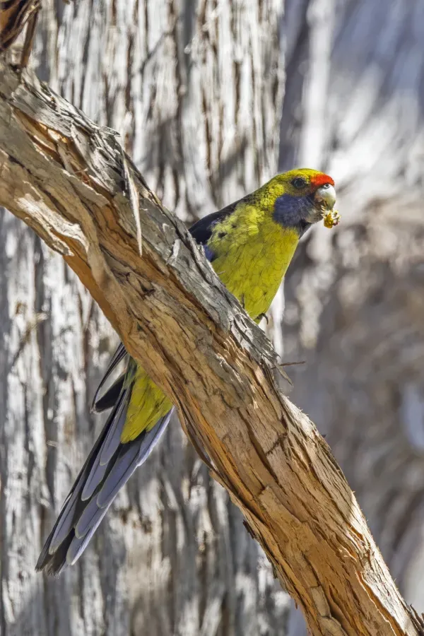 File:Green rosella (Platycercus caledonicus) South Bruny.jpg