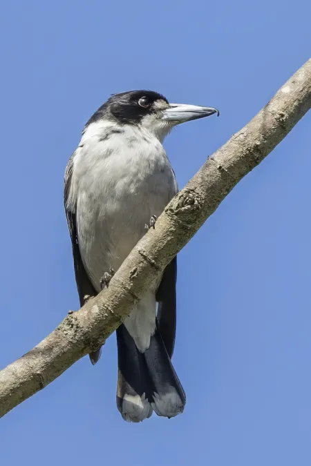 File:Grey butcherbird (Cracticus torquatus) Sydney.jpg