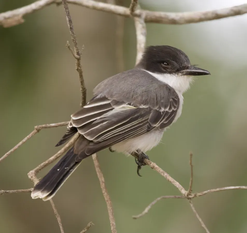 File:Tyrannus caudifasciatus -Camaguey Province, Cuba-8 (2).jpg
