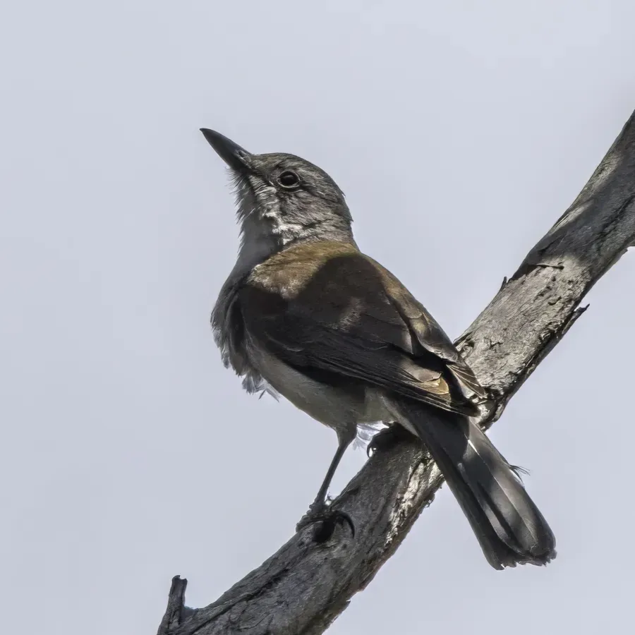 File:Grey shrikethrush (Colluricincla harmonica) South Bruny.jpg