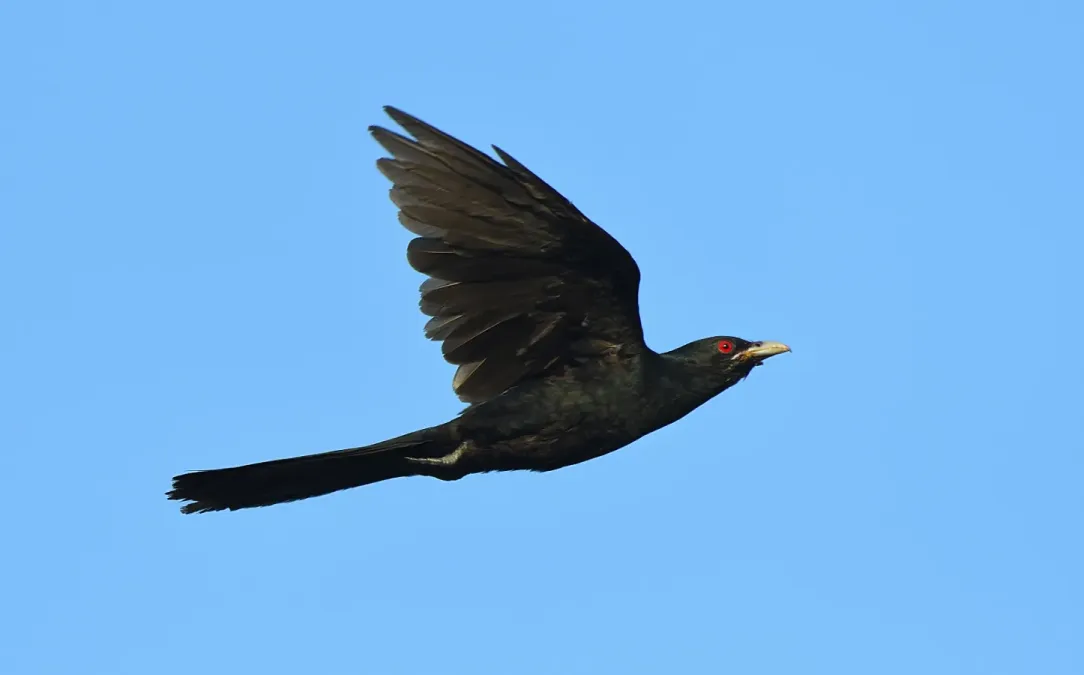 File:Eudynamys scolopaceus 348043208.jpg