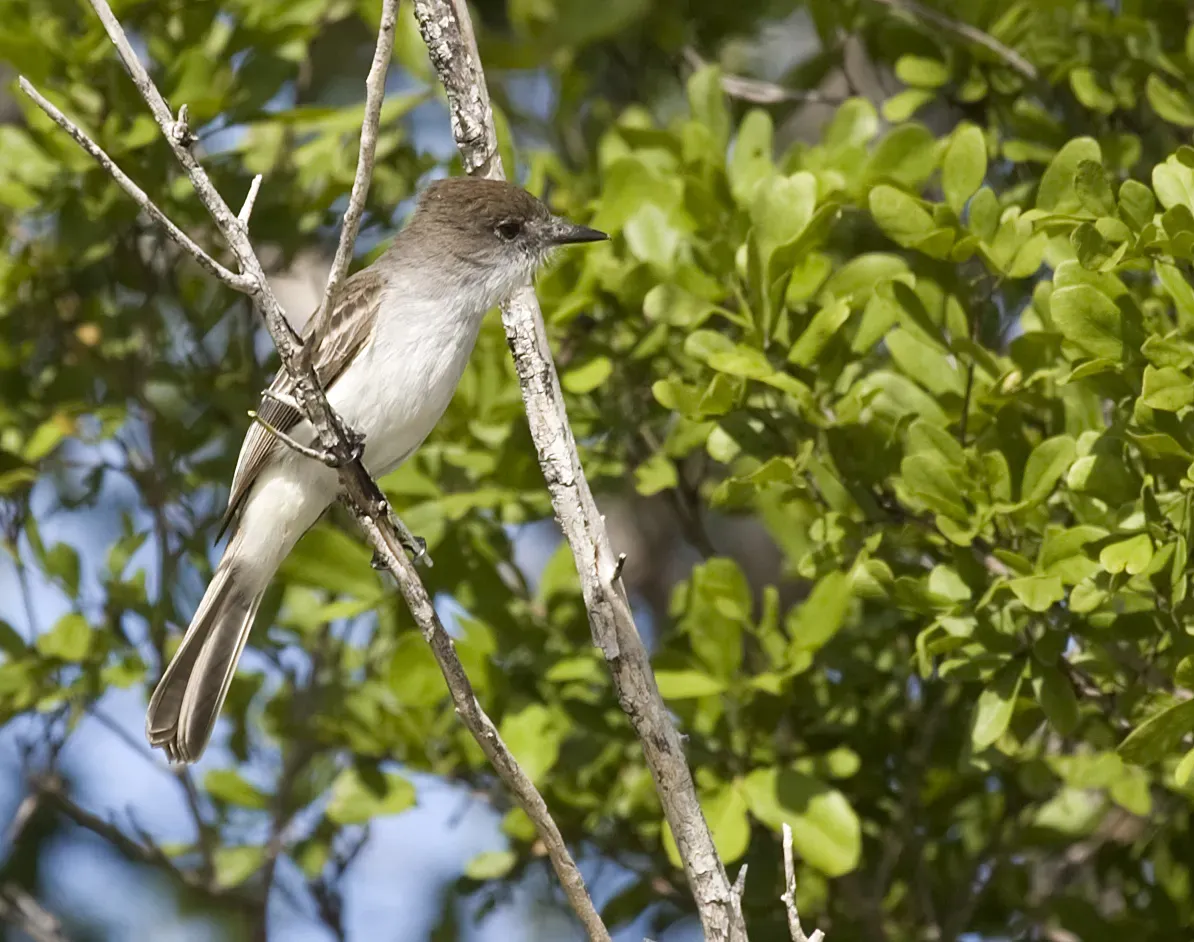 File:Myiarchus sagrae -Ciego de Avila Province, Cuba-8.jpg