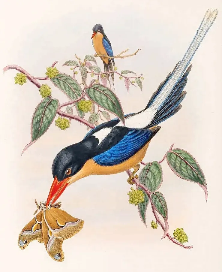 File:Tanysiptera nigriceps Sclater, 1877 2.jpg