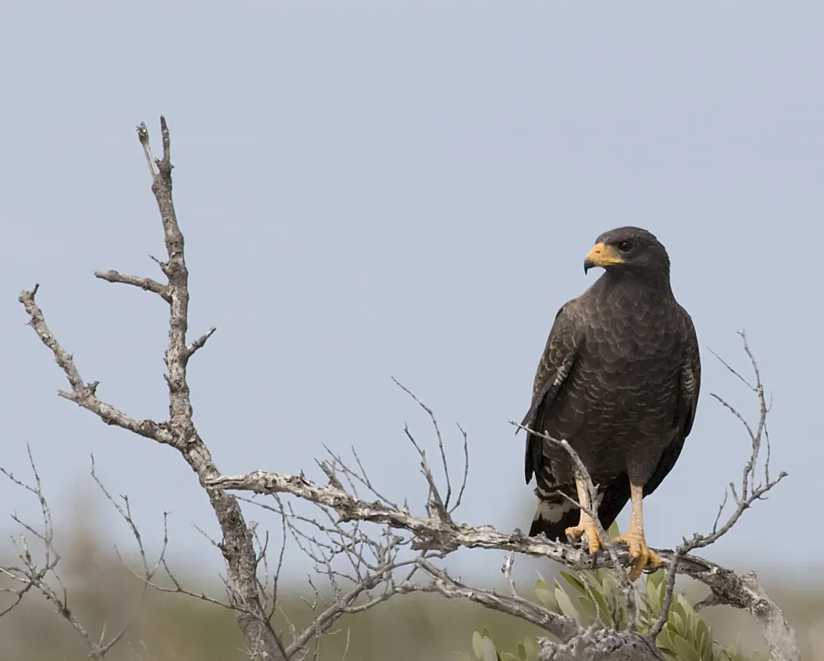 File:Buteogallus gundlachii -Camaguey Province, Cuba-8 (1).jpg