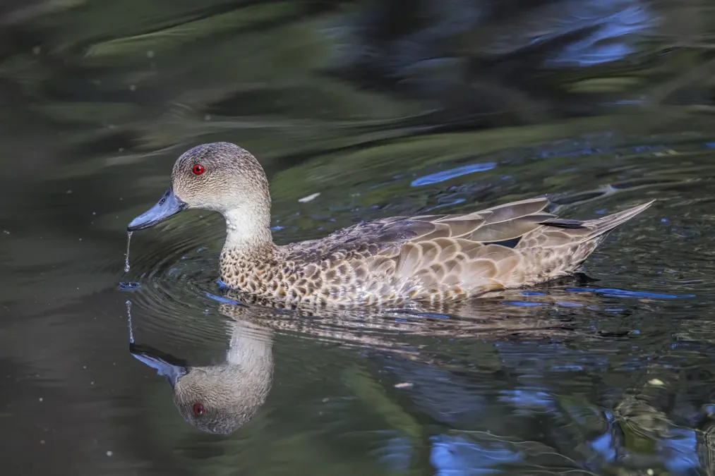 File:Grey teal (Anas gracilis) Adelaide.jpg