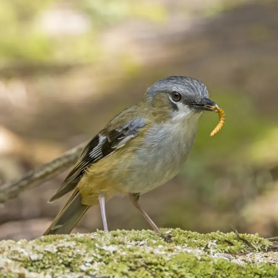 File:Grey-headed robin (Heteromyias cinereifrons) Atherton 2.jpg