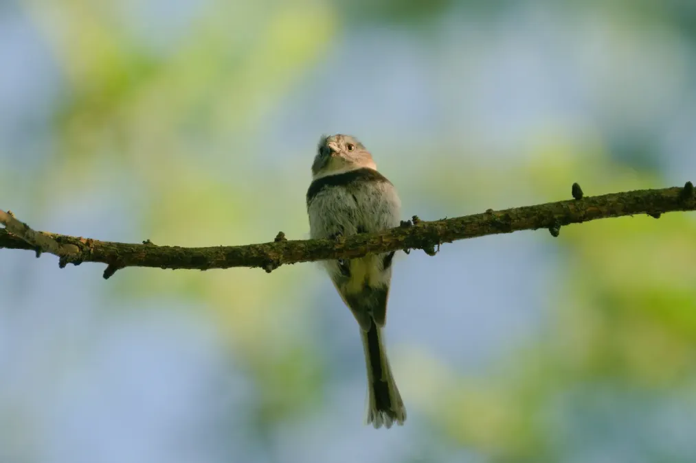 File:Aegithalos fuliginosus 09993.jpg