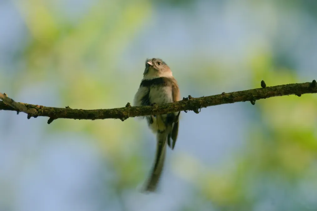 File:Aegithalos fuliginosus 09990.jpg