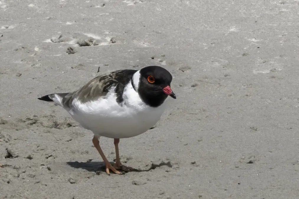 File:Hooded plover (Thinornis cucullatus) Maria Island.jpg