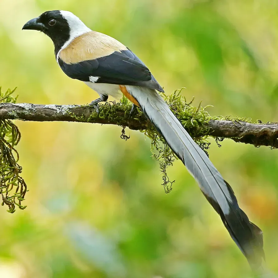 File:White-bellied treepie - Dendrocitta leucogastra) 2.jpg