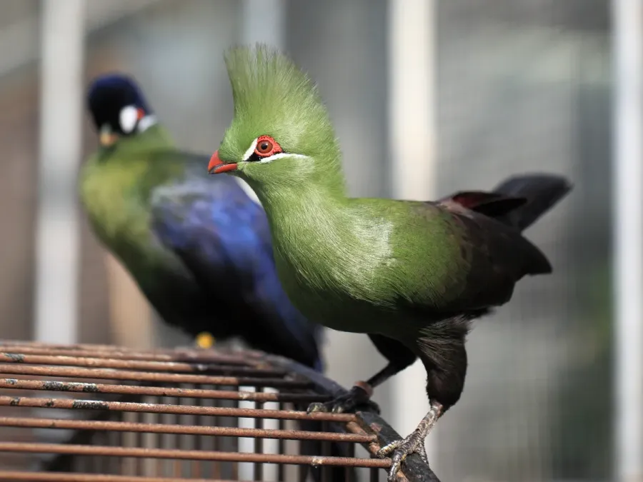File:Guinea Turaco Tauraco persa.jpg