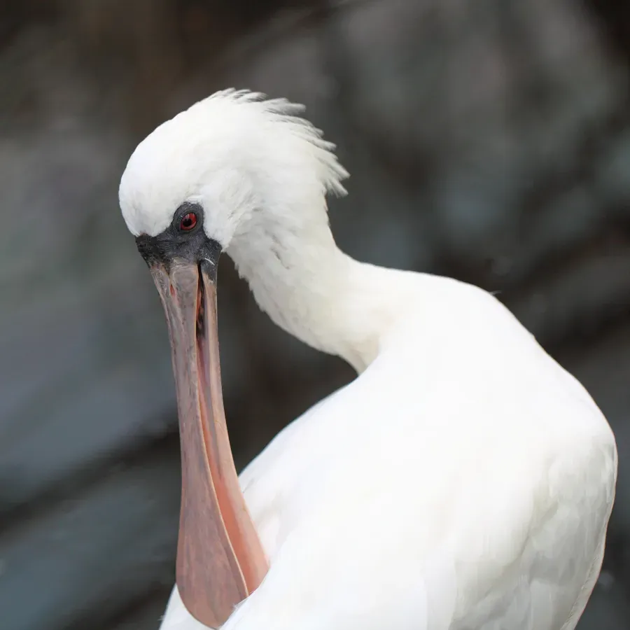 File:Black-faced Spoonbill Platalea minor 1.jpg