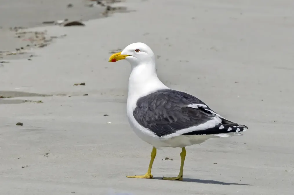 File:Kelp gull (Larus dominicanus dominicanus) South Bruny.jpg