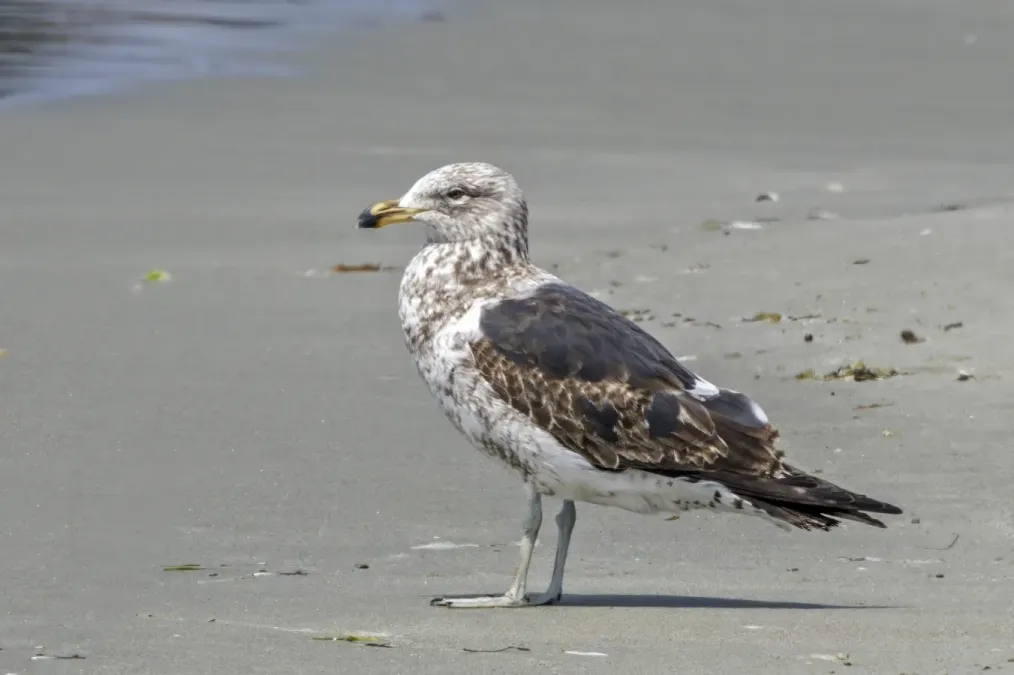 File:Kelp gull (Larus dominicanus dominicanus) immature South Bruny.jpg
