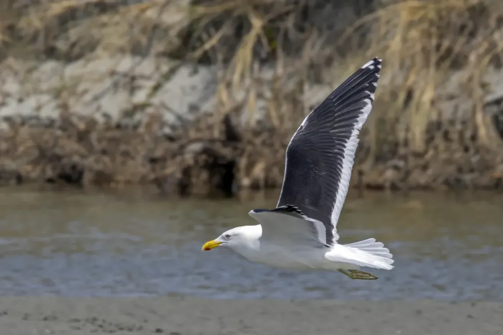 File:Kelp gull (Larus dominicanus dominicanus) in flight South Bruny.jpg