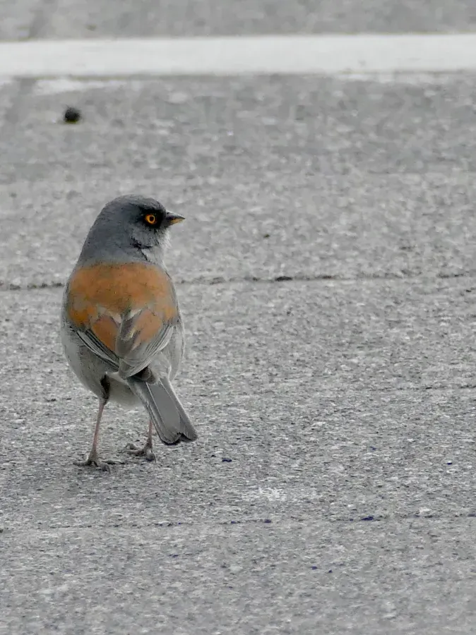 File:Yellow-eyed Junco (Junco phaeonotus) (53501755845).jpg