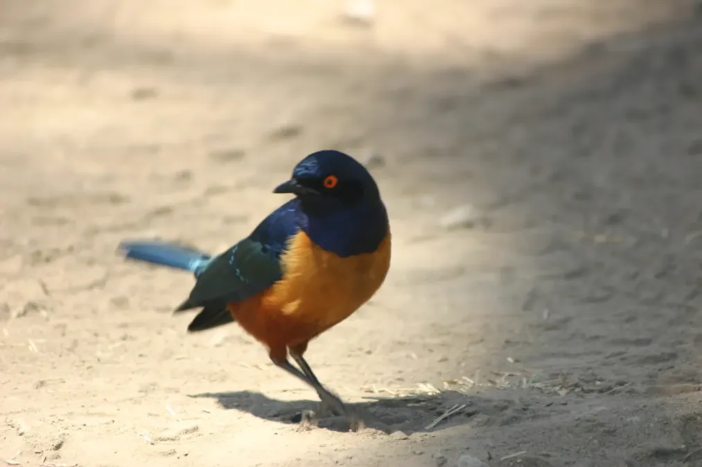 File:Lamprotornis hildebrandti 3.jpg