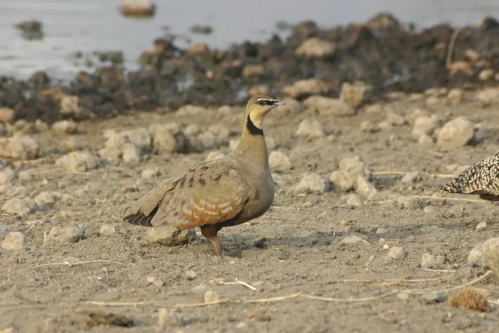 File:Pterocles gutturalis 1.jpg