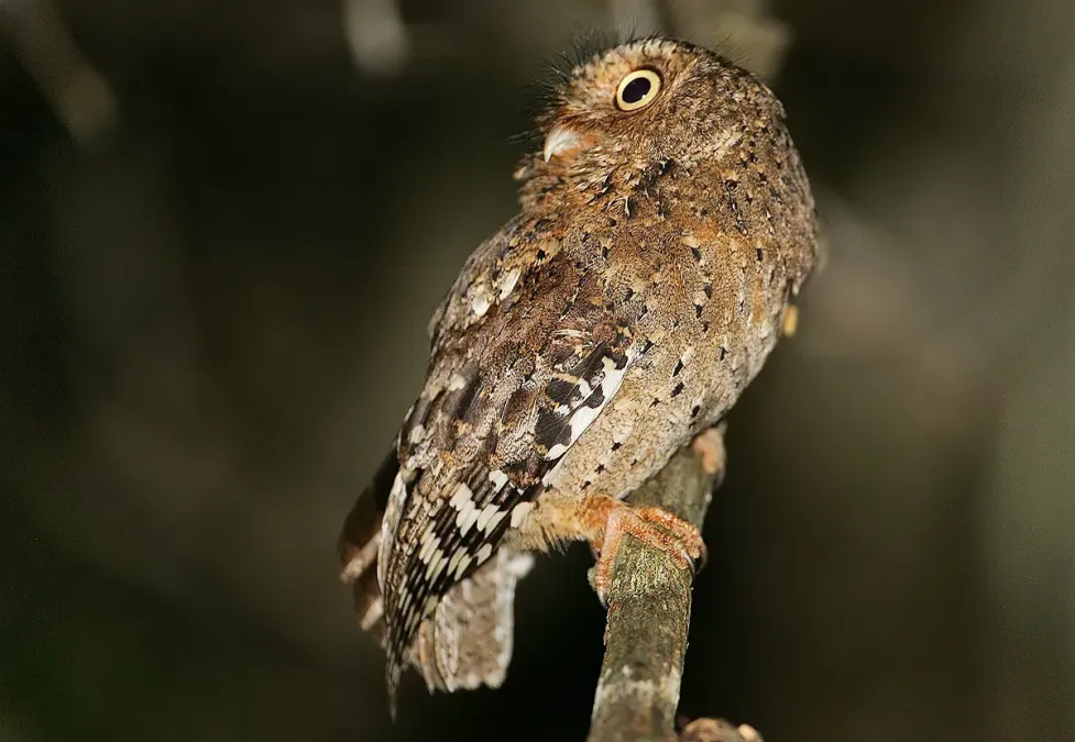 File:Sokoke Scops Owl (Otus ireneae).jpg
