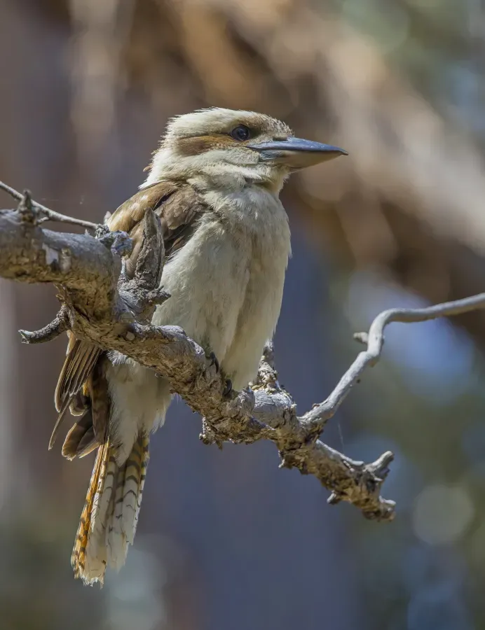 File:Laughing kookaburra (Dacelo novaeguineae novaeguineae) Hobart.jpg