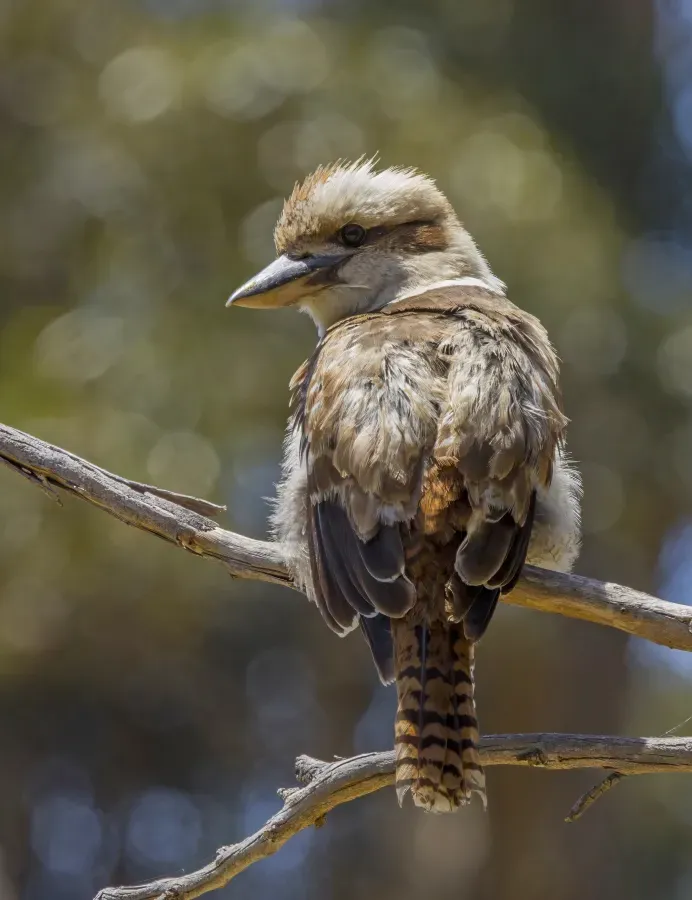 File:Laughing kookaburra (Dacelo novaeguineae novaeguineae) Hobart 2.jpg