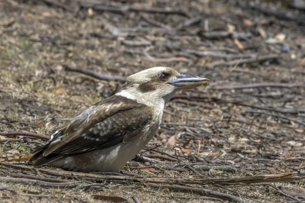 File:Laughing kookaburra (Dacelo novaeguineae novaeguineae) Hobart 3.jpg