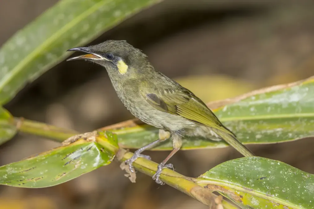 File:Lewin's honeyeater (Meliphaga lewinii mab) Atherton 2.jpg