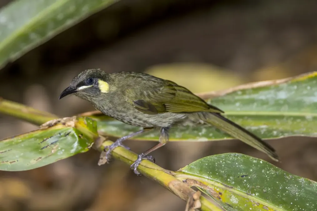 File:Lewin's honeyeater (Meliphaga lewinii mab) Atherton.jpg