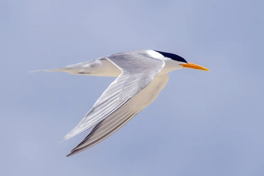 File:Lesser crested tern (Thalasseus bengalensis torresii) in flight Michaelmas Cay.jpg