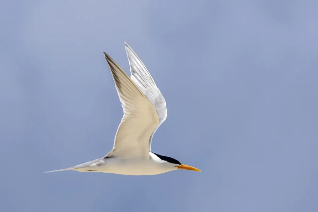 File:Lesser crested tern (Thalasseus bengalensis torresii) in flight Michaelmas Cay 2.jpg