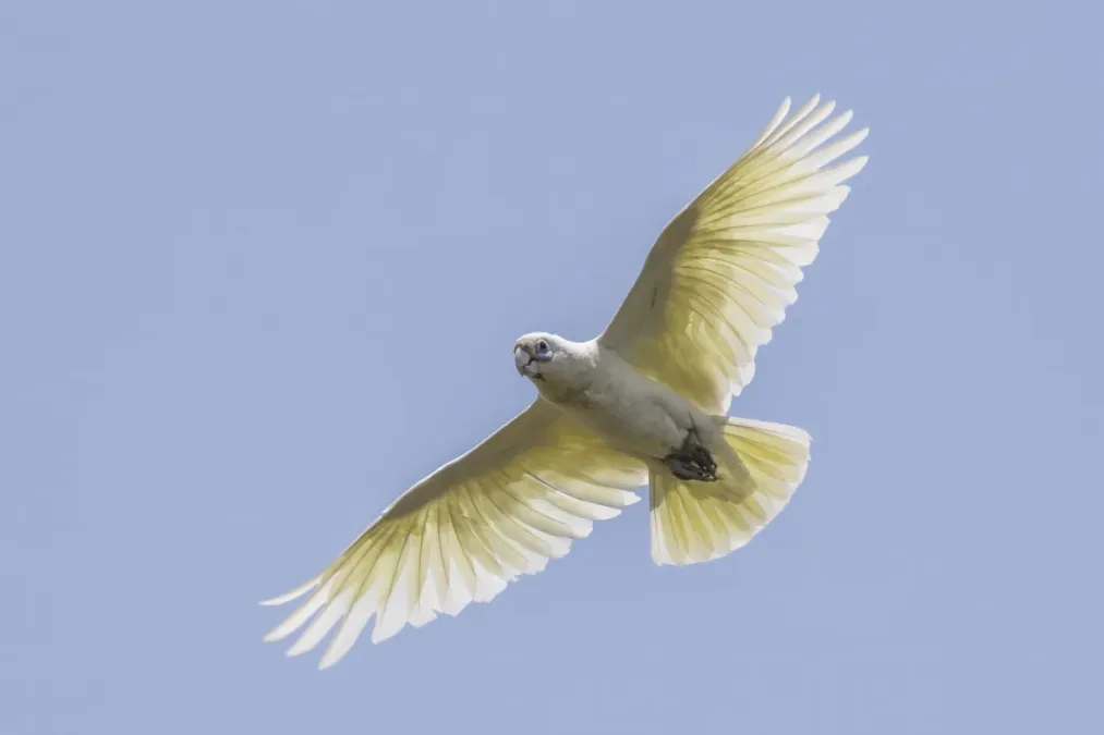 File:Little corella (Cacatua sanguinea sanguinea) in flight Kakadu.jpg