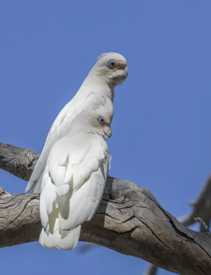 File:Little corellas (Cacatua sanguinea gymnopis) Blanchetown.jpg