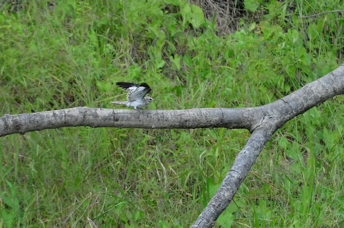 File:Chordeiles rupestris rupestris.jpg