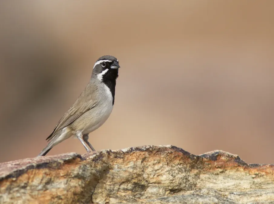 File:Black-throated Sparrow (Amphispiza bilineata).jpg