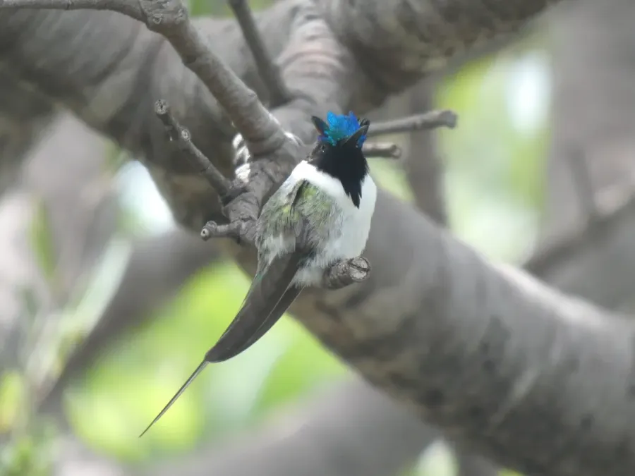 File:Heliactin bilophus 348331515.jpg