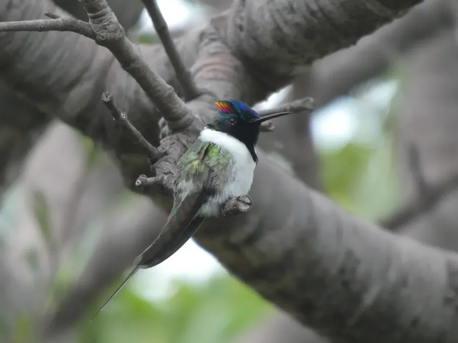 File:Heliactin bilophus 348331518.jpg