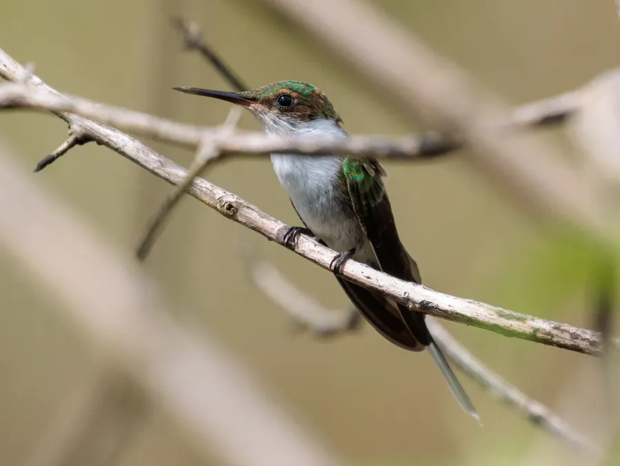 File:Heliactin bilophus 332892073.jpg