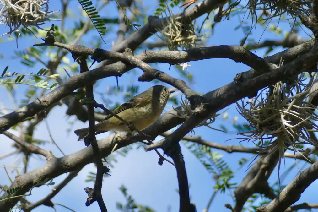 File:Grey Flycatcher (Empidonax wrightii) (53512146520).jpg