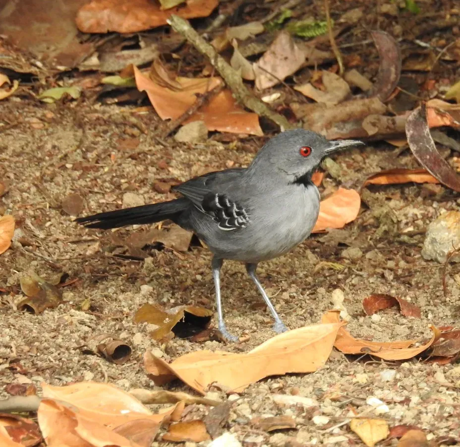 File:Rhopornis ardesiacus 342799243.jpg