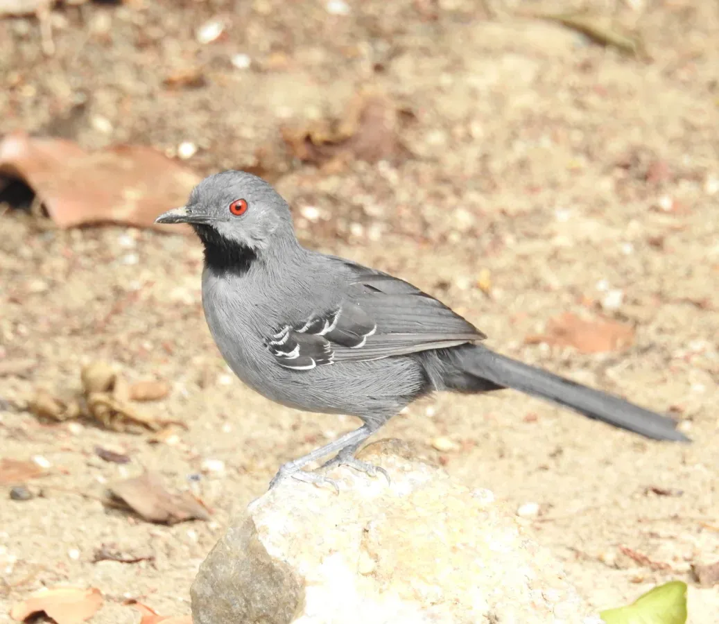 File:Rhopornis ardesiacus 342799102.jpg
