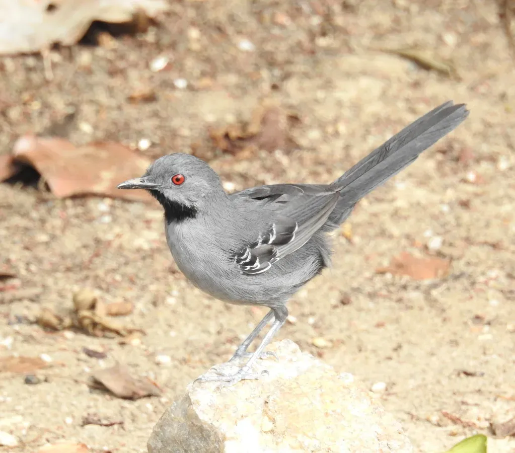 File:Rhopornis ardesiacus 342798409.jpg