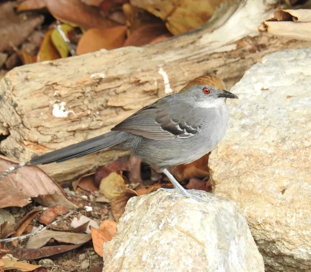 File:Rhopornis ardesiacus 342798569.jpg