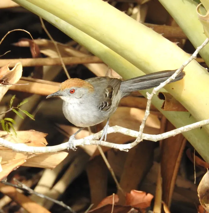 File:Rhopornis ardesiacus 342798484.jpg