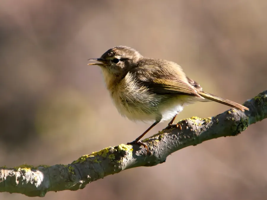 File:Phylloscopus canariensis -Gran Canaria, Canary Islands, Spain-8.jpg