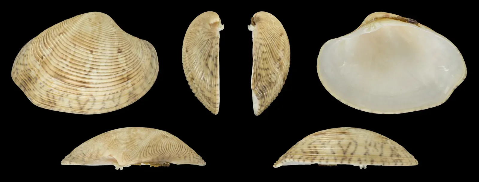 File:Protapes gallus 01.jpg