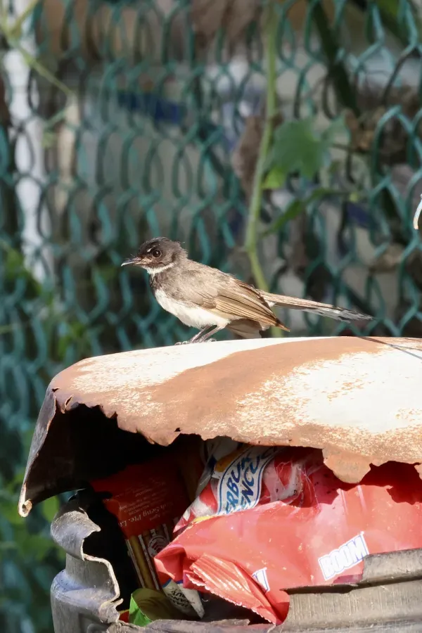File:Rhipidura javanica, 9 December 2023 03.jpg