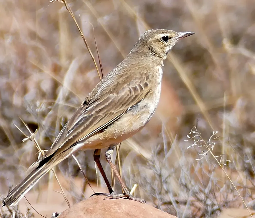 File:Buffy Pipit (Anthus vaalensis) (32193166550), crop.jpg