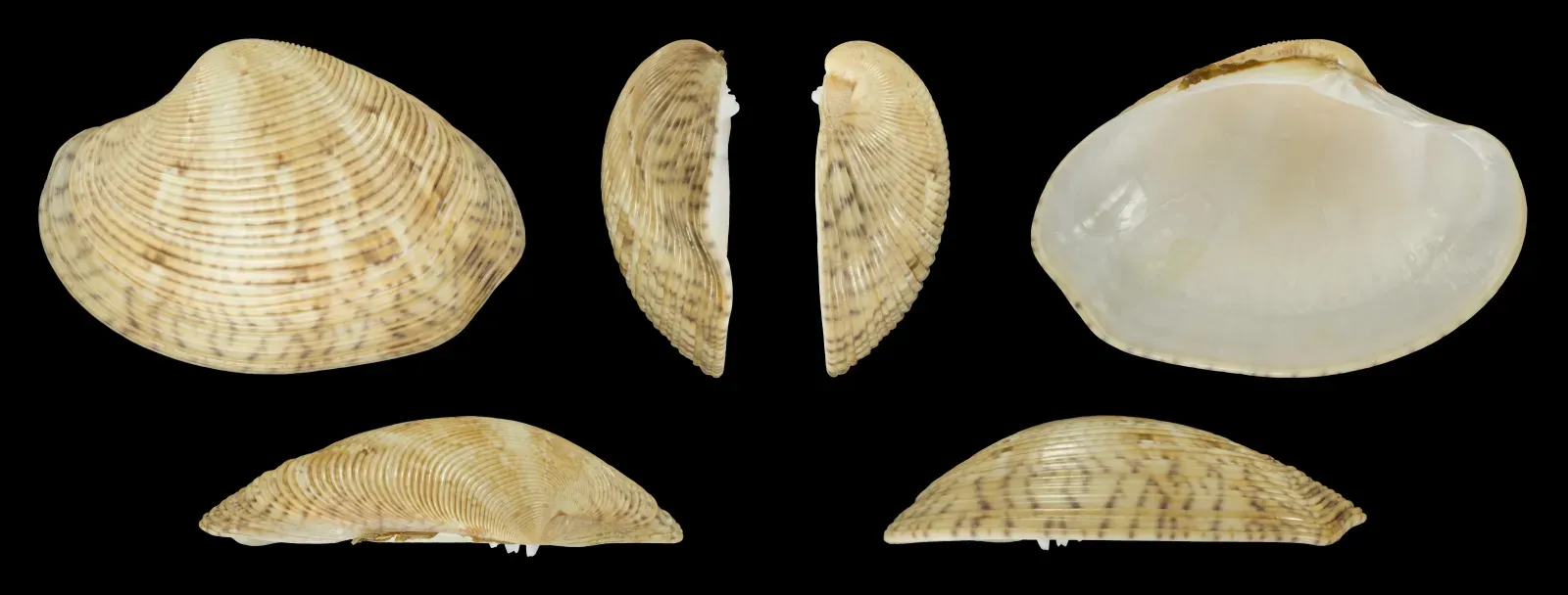 File:Protapes gallus 02.jpg