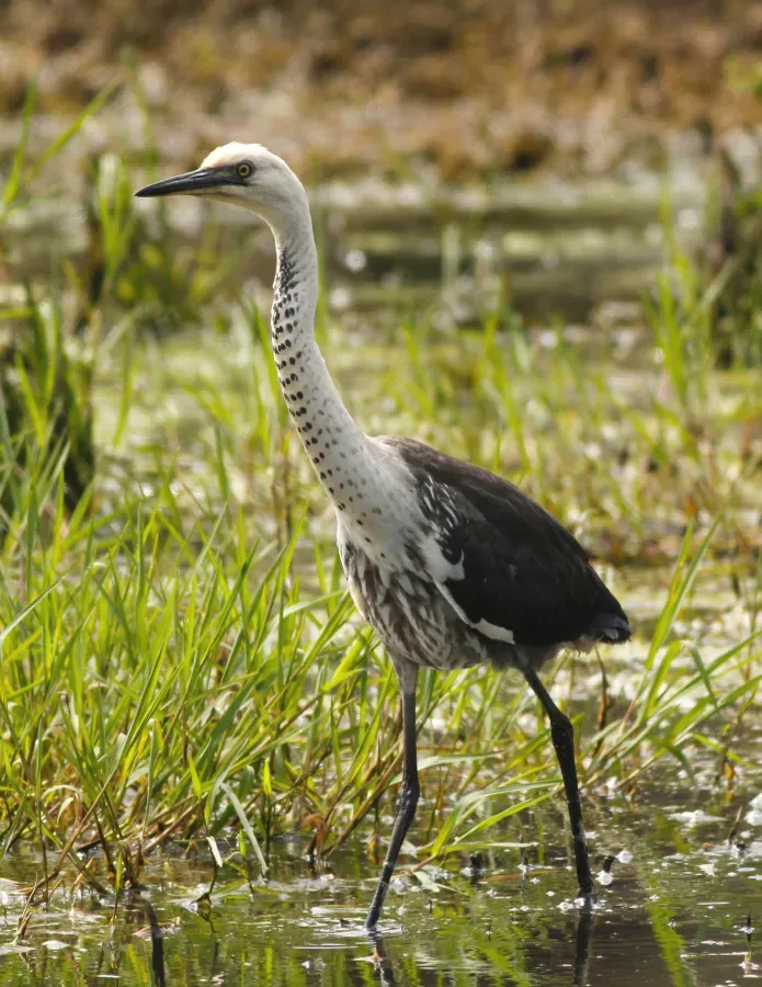 File:Ardea pacifica -Edithvale Wetland, Melbourne, Australia-8.jpg